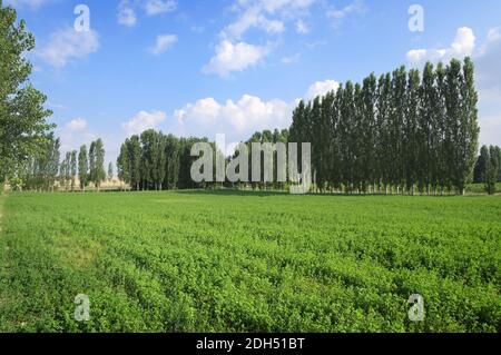 alberi all'orizzonte in una soleggiata giornata estiva Foto Stock