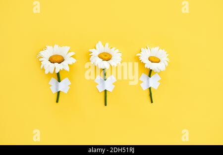 Tre fiori a margherita su parete su sfondo giallo Foto Stock