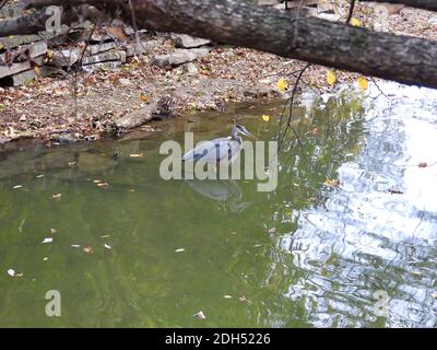 Heron in acqua: Grande uccello airone blu si trova in acque poco profonde in un giorno d'autunno con foglie di colore autunnale in acqua come il suo corpo si riflette Foto Stock