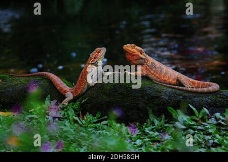 Due draghi bearded stanno prendendo il sole vicino alla piscina. Questo rettile ha il nome scientifico Pogona sp. Foto Stock