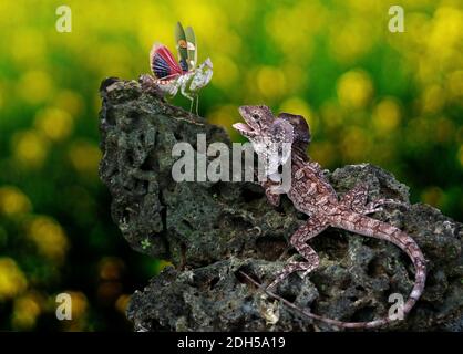 SOA payung (Chlamydosaurus kingii) sta cercando di catturare un mantis in preghiera. Foto Stock