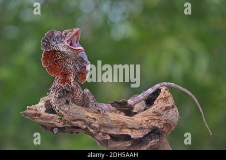 SOA Payung (Chlamydosaurus kingii), noto anche come la lucertola frollata o drago frillato, sta mostrando un'espressione minacciosa. Foto Stock