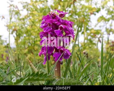 Primo piano: Un'orchidea viola (Orchis Mascola). Questo esempio di un'orchidea porpora precoce è stato fotografato a Walls Hill Park, Babbacombe, Devon. Foto Stock