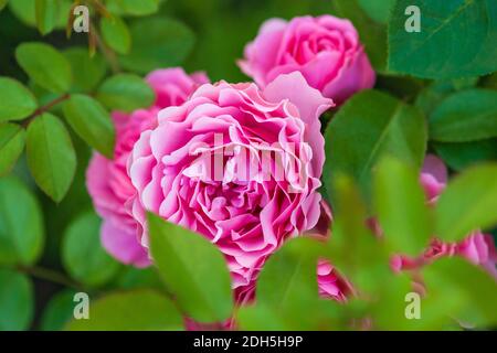Profonde rose rosa (Leonardo da Vinci di Meilland, 1993) incorniciate da foglie verde brillante che fioriscono nel roseto estivo Foto Stock