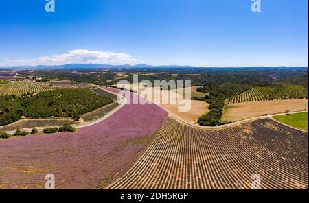 Campi di lavanda in Ardeche nel sud-est della Francia Foto Stock