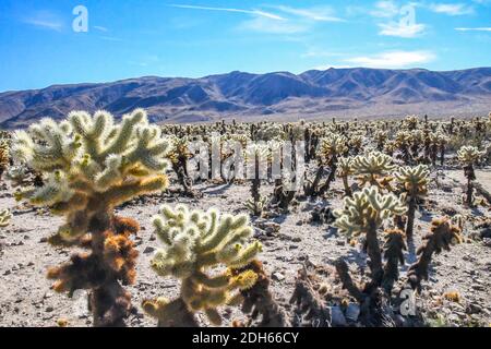 A Teddy Bear Cholla nel Joshua Tree National Park, California Foto Stock