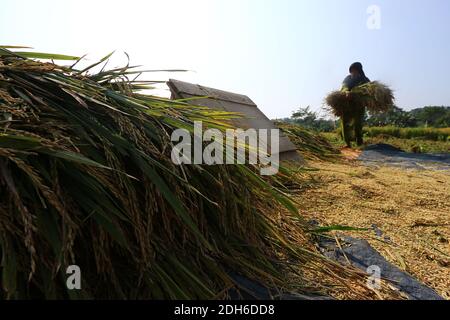 Raccolta di riso Paddy in un campo Foto Stock