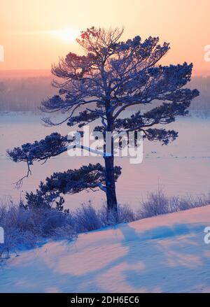 Sole su un solo pino e fiume siberiano Tom Under la neve e il ghiaccio al tramonto in inverno Foto Stock