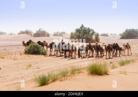 Mandria di cammelli nel Sahara nella tempesta di sabbia, Marocco, Africa. Foto Stock