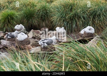 Albatross bruno nero (T. m. melanophris) pulcino seduta su nido, West Point, Isole Falkland Foto Stock