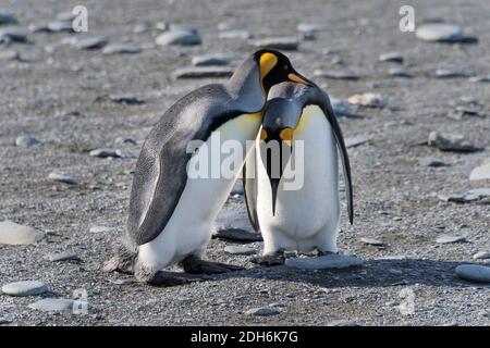 Pinguini re sulla spiaggia, Gold Harbour, Georgia del Sud, Antartide Foto Stock