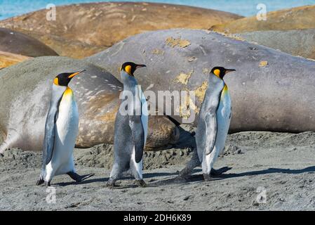 Elefanti foche (Mirounga leonina) e pinguini re sulla spiaggia, Gold Harbour, Georgia del Sud, Antartide Foto Stock