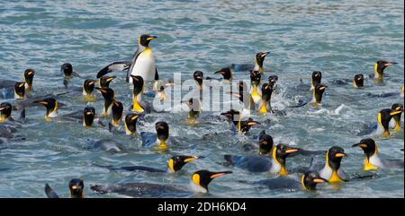 Re Pinguini nuotare nell'Oceano Atlantico del Sud, Isola della Georgia del Sud Foto Stock