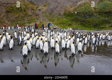 Turisti e pinguini re sulla spiaggia, St. Andrews Bay, Georgia del Sud, Antartide Foto Stock