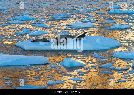 Sigillo del Crabeater su ghiaccio galleggiante nell'Oceano Atlantico del Sud, Antartide Foto Stock