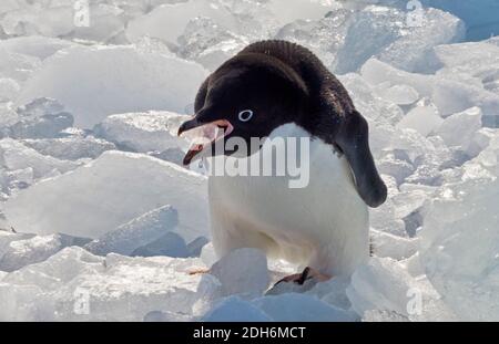 Adelie pinguino sulla spiaggia coperta di ghiaccio, Pleneau & Petermann Isole, Sud Atlantico, Antartide Foto Stock