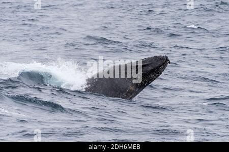 Megattere nell'Oceano Atlantico del Sud, Antartide Foto Stock