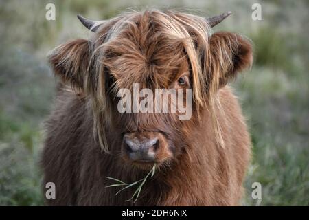 Bestiame delle Highland 6 Foto Stock