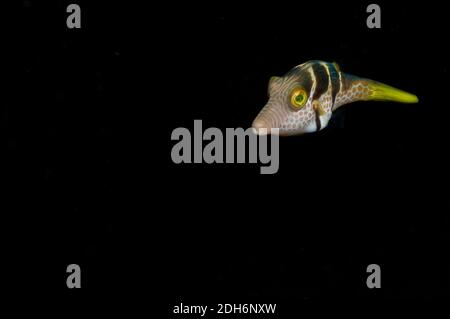 Paraluteres prionurus, Filefish tropicale, sfondo nero Foto Stock
