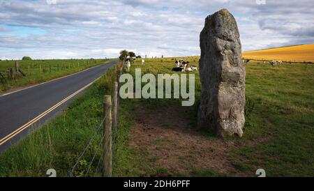 Mucche pascolano vicino a pietre preistoriche in piedi ad Avebury in Wiltshire Inghilterra Foto Stock