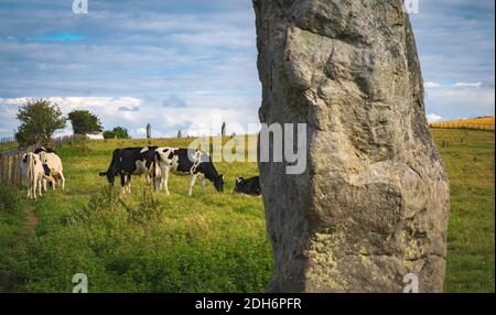 Mucche pascolano vicino a pietre preistoriche in piedi ad Avebury in Wiltshire Inghilterra Foto Stock