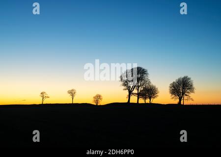 Alberi di faggio silhouetted contro il tramonto su Roundway Hill nel Wessex Downs. Vale di Pewsey, Wiltshire, Inghilterra Foto Stock