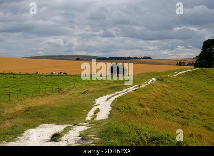 Mucche pascolano vicino a pietre preistoriche in piedi ad Avebury in Wiltshire Inghilterra Foto Stock