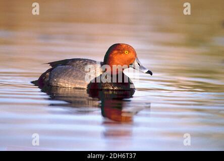 Maschio (drake) anatra rossa (Aythya americana); Idaho centro-sud Foto Stock