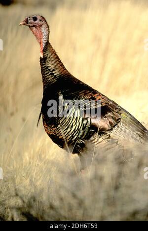 la turchia di Merriam (Meleagris gallopavo merriami); Hells Canyon, Idaho Foto Stock