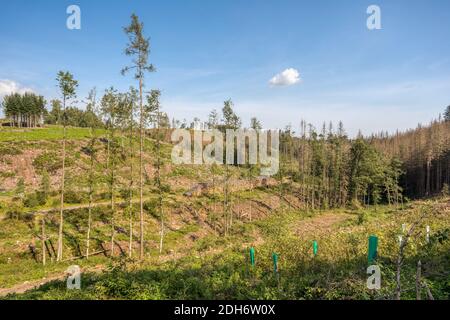 Registri sovrapposti di legno raccolto in foresta Foto Stock