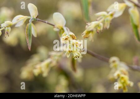 Hazel invernale, Skenhassel (Corylopsis spicata) Foto Stock