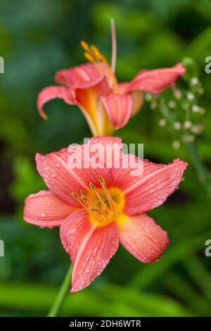 "Letto di Rose' Daylily, Daglilja (Hemerocallis) Foto Stock