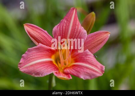 "Letto di Rose' Daylily, Daglilja (Hemerocallis) Foto Stock