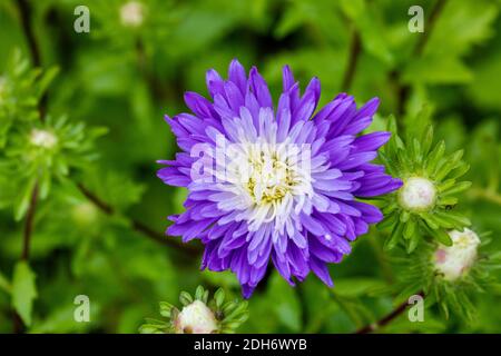 'American ramificazione, American Mix la Cina aster, Sommaraster (Callistephus chinensis) Foto Stock