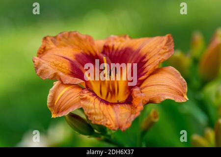 'Ballyhoo' Daylily, Daglilja (Hemerocallis) Foto Stock