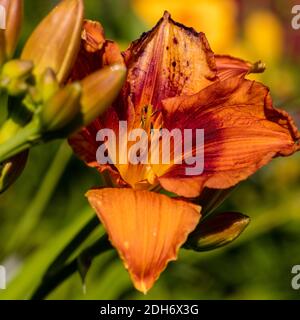 'Ballyhoo' Daylily, Daglilja (Hemerocallis) Foto Stock