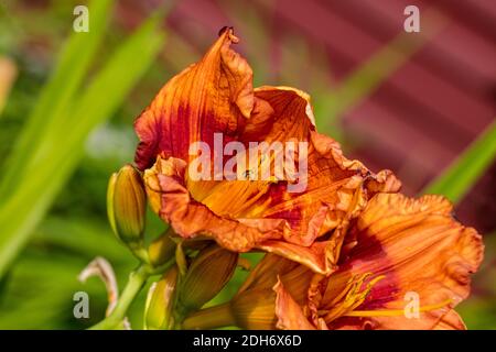 'Ballyhoo' Daylily, Daglilja (Hemerocallis) Foto Stock