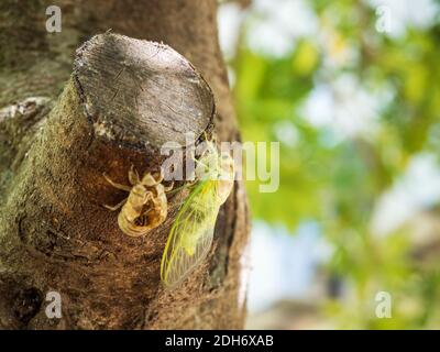 Cicada su un albero trasformato da piccolo dispositivo Foto Stock