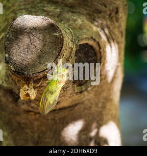 Cicada su un albero trasformato da piccolo dispositivo Foto Stock