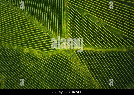 Vista dall'alto di un vigneto in estate. Drone aereo girato in Stiria, Austria. Foto Stock