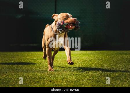 Cane che corre in cortile, terrier personale con corda giocattolo corre verso la macchina fotografica. Foto Stock