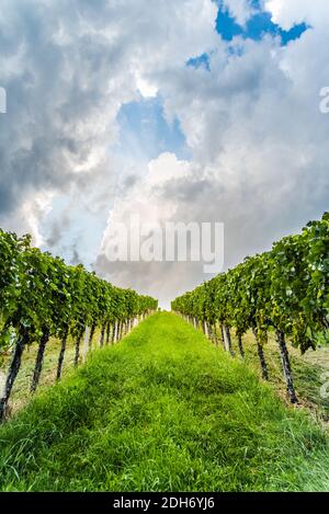 Primo piano di filari d'uva presso il vigneto nel punto turistico della Stiria meridionale. Foto Stock