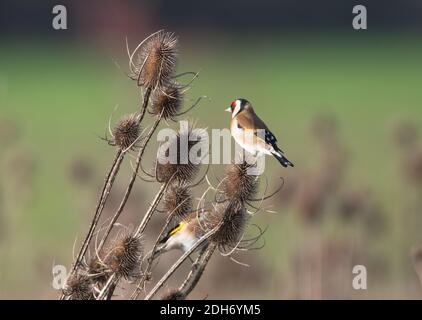 Due Goldfinches che percavano sulla teasel e mangiano i semi Foto Stock