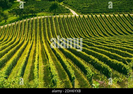 Paesaggio vigneto a Sud Stiria strada del vino in Slovenia Confine con l'Austria Foto Stock