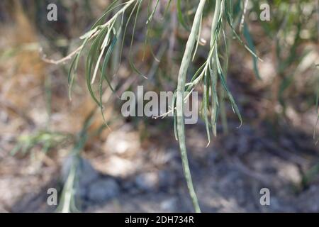 Capsula verde frutta, Desert Willow, Chilopsis linearis, Bignoniaceae, arbusto arborescente nativo, Palme ventinine, deserto del Mojave meridionale, Estate. Foto Stock