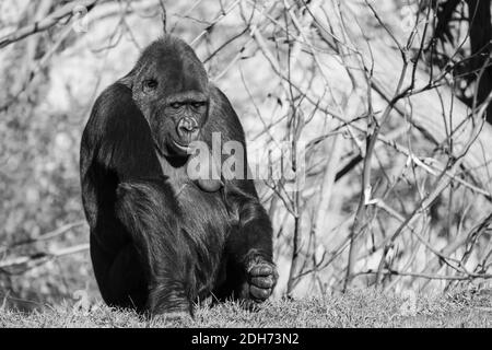 Un colpo in scala di grigi di un gorilla seduto nell'erba sotto la luce del sole Foto Stock