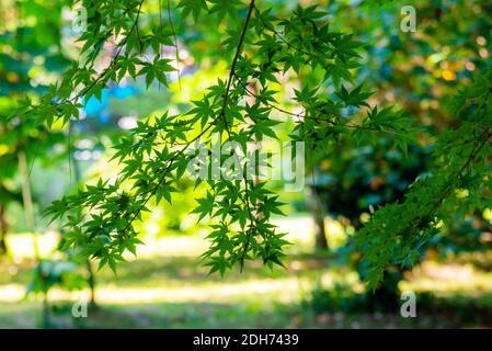 Acer Palmatum o acero a forma di palma che si allontana in un parco in estate. Foto Stock