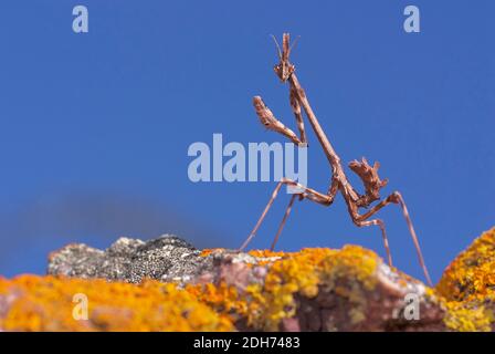 Bastone mantis (Empusa Pennata) su una roccia con muschio e cielo blu a Malaga. Andalusia. Spagna Foto Stock