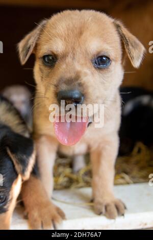 I cuccioli più cutest terrier Lab Husky mix giocando in casa del cane Foto Stock