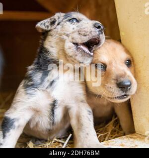 I cuccioli più cutest terrier Lab Husky mix giocando in casa del cane Foto Stock